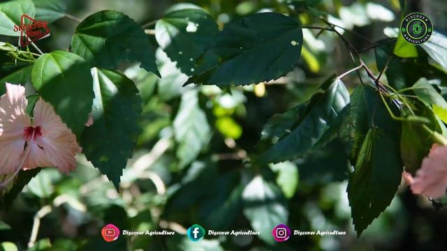 Multi Colour Hiscus flowers on Non Grafted Plant..!