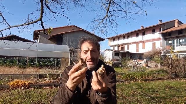 Come moltiplicare i bulbi per divisione