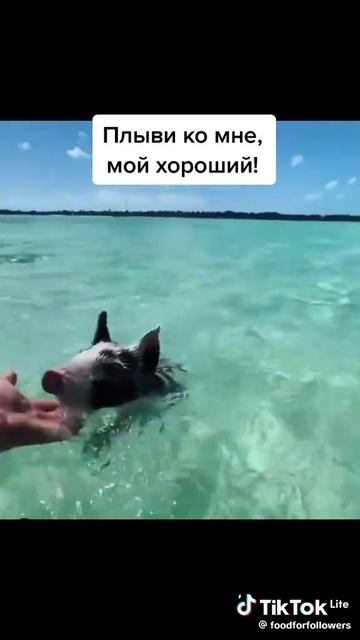 #приколы