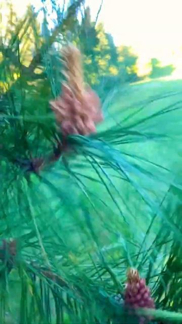 Red Pine Tree Pollen Release