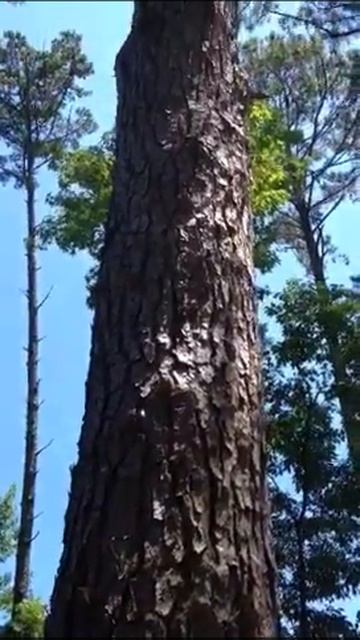 Record Pine Tree