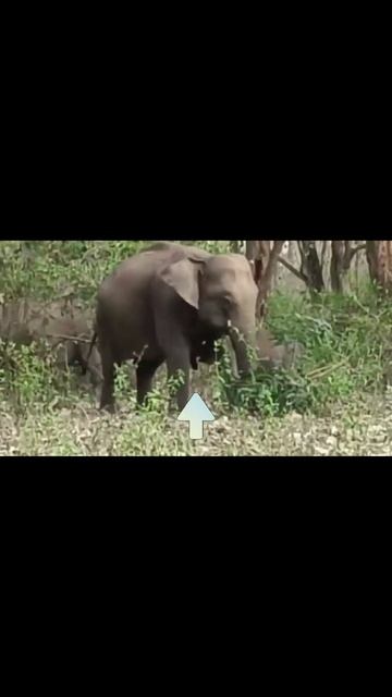 Rare Moment: Wild Elephant Feeding Baby Elephant #Animal