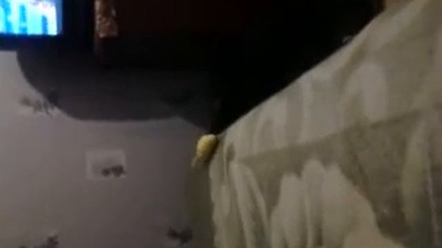 психованный попугай и трусливый кот