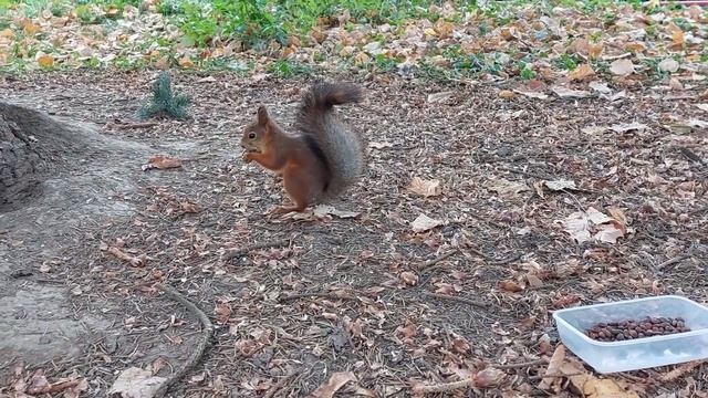 Санкт-Петербург Белка в Южно-приморском парке Кедровые орешки