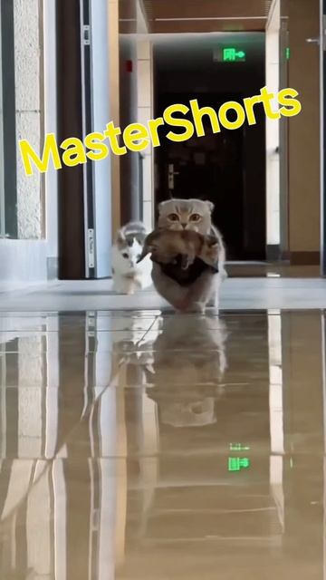 Коты это лучшее что придумал бог