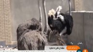 Iran IRGC AgroIndustry complex as Test pilot projects for villages مجتمع كشت و صنعت زاهدان ايران