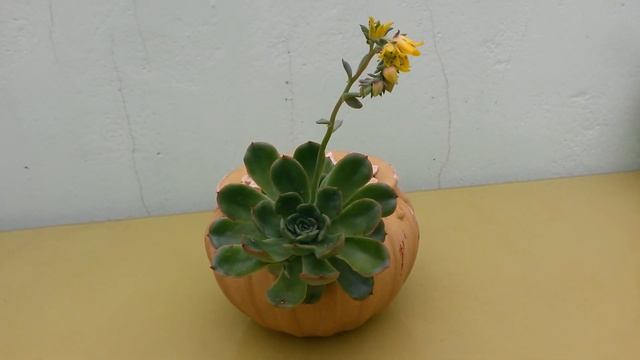 Coleção de Cactos & Suculentas: Echeveria pulidonis