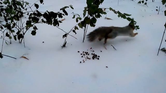 кедровая дегустация / cedar tasting