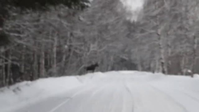 Лоси провожают рыбаков домой