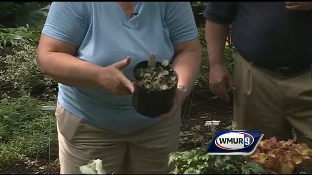 Grow it Green: Gardening in the shade