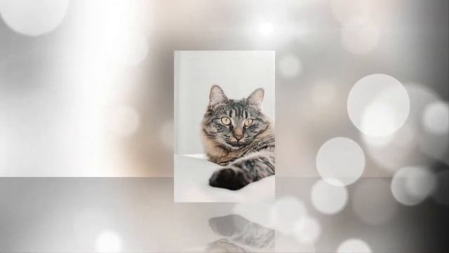 Кошки # 22 Милые котики в Слайд-Шоу