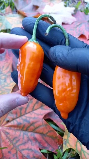 Перец Aji Ecuadorian Orange