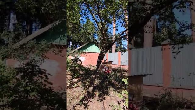 обрезка сливы не спешите все отрезать подряд часть 1 #слива #химки