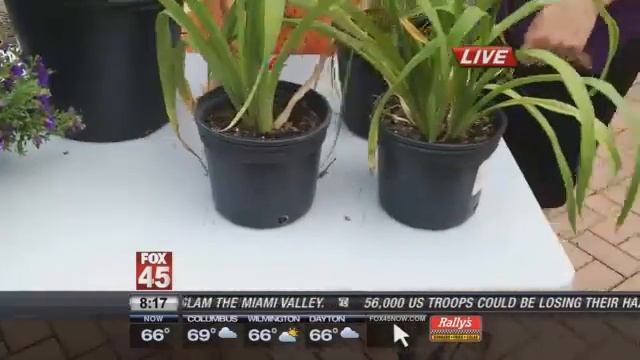 What Should You Be Doing In The Garden?