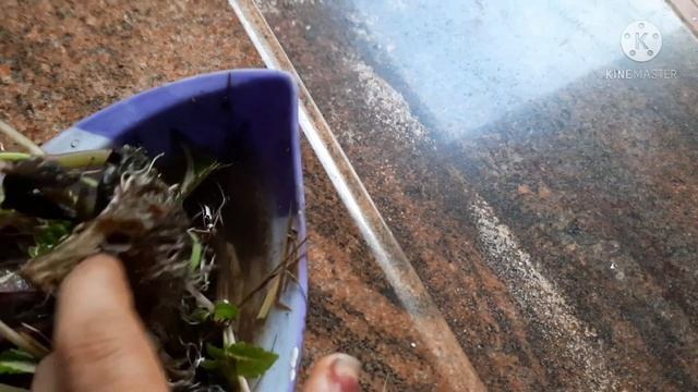 Tips For Coleus plants, Healthy Roots & Leaves #Coleusplants #nature