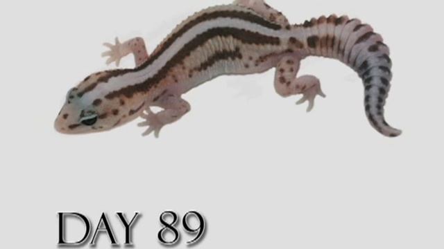 Fat Tail Gecko Growth Video (Time Lapse) White Out Super Zero Morph