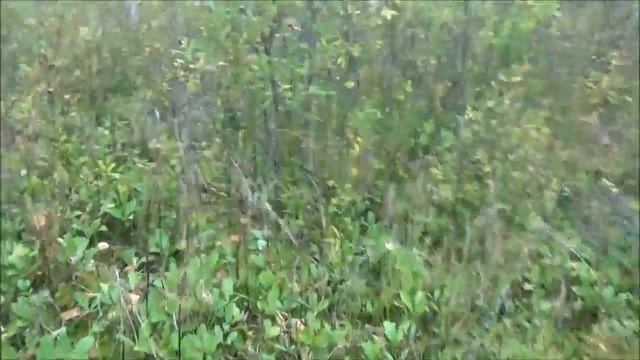 Выход на болото  06 09 2016 (720p)