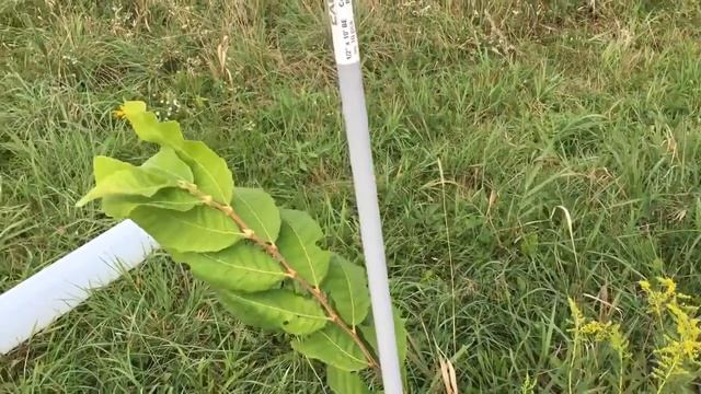 Chestnut Update #19: Seedling Update!