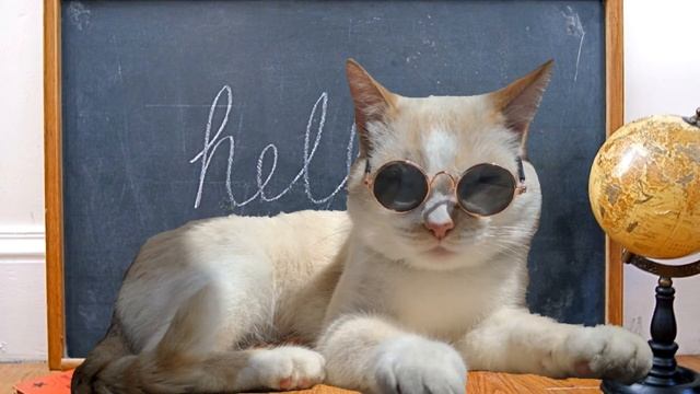 ♡Котошкола♡ (2 серия)