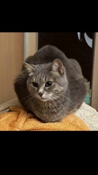 Пипапупипу