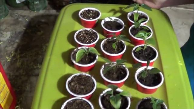 The DIY Smart Garden Build