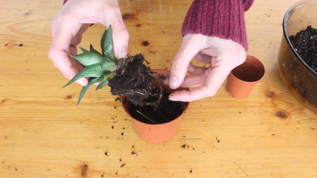 How to Repot a Haworthia