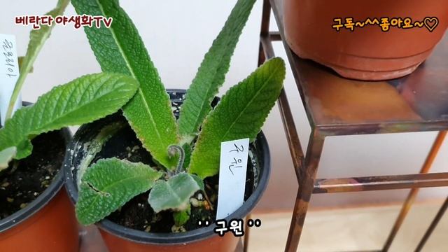스트렙토 카르푸스 (유통명 뉴질랜드앵초)  #베란다야생화 #베란다정원 #베란다가드닝