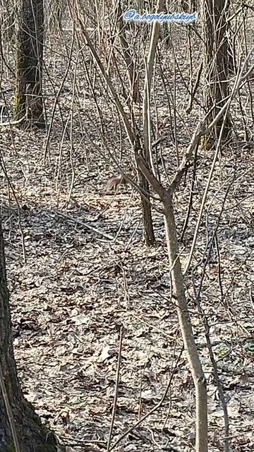 Белочка 🐿️ в лесу