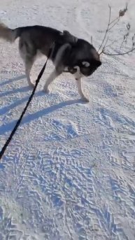 Любитель погрызть