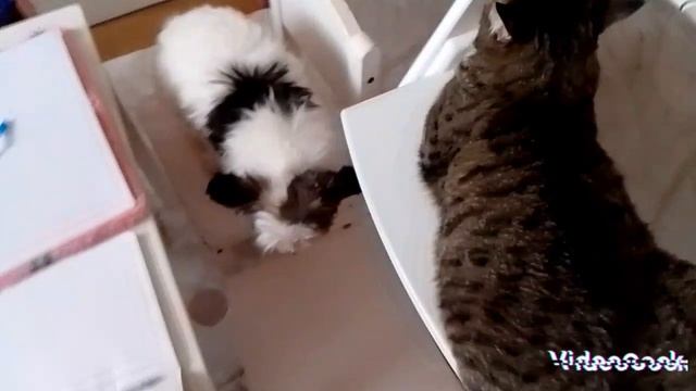 Феня и Ника в школе котов и собак!|Новый учитель!|Феню и Нику выгнали с урока!!|