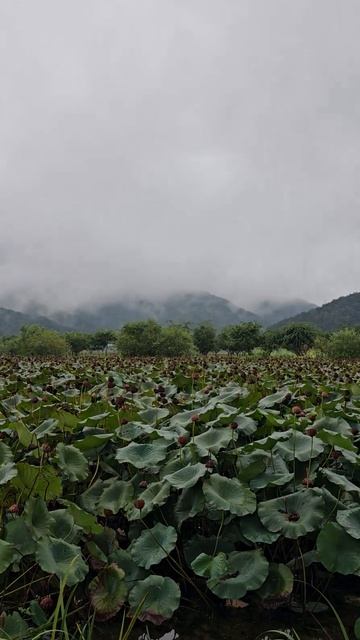 가을이 익어 가고 있습니다.창포원 연밭 에서