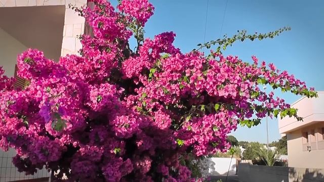 ApuliaTV presenta: B&B - Corbezzoli & Callistemon - Marina di Taviano (Salento)