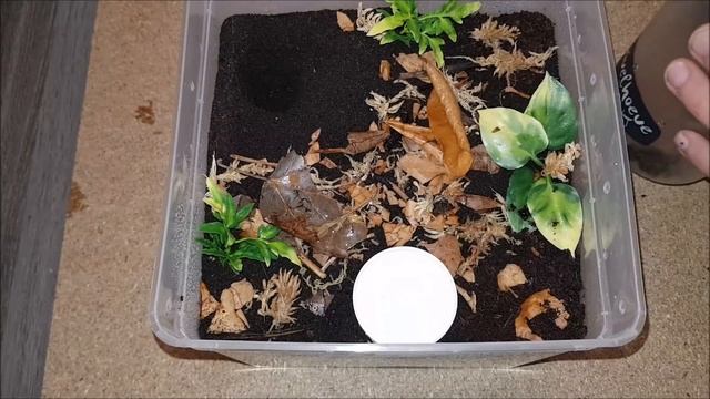Tarantula Rehouse #4: Ornithoctonus aureotibialis - Flooding Technique gone wrong