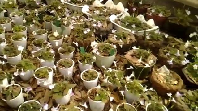 mini Sinningia greenhouse tour 5-15-2016 pt.2