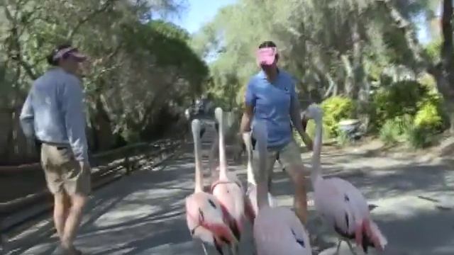 Flamingos - From Birth to Adult - SANTA BARBARA ZOO