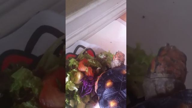 Red Footed Tortoise Breakfast
