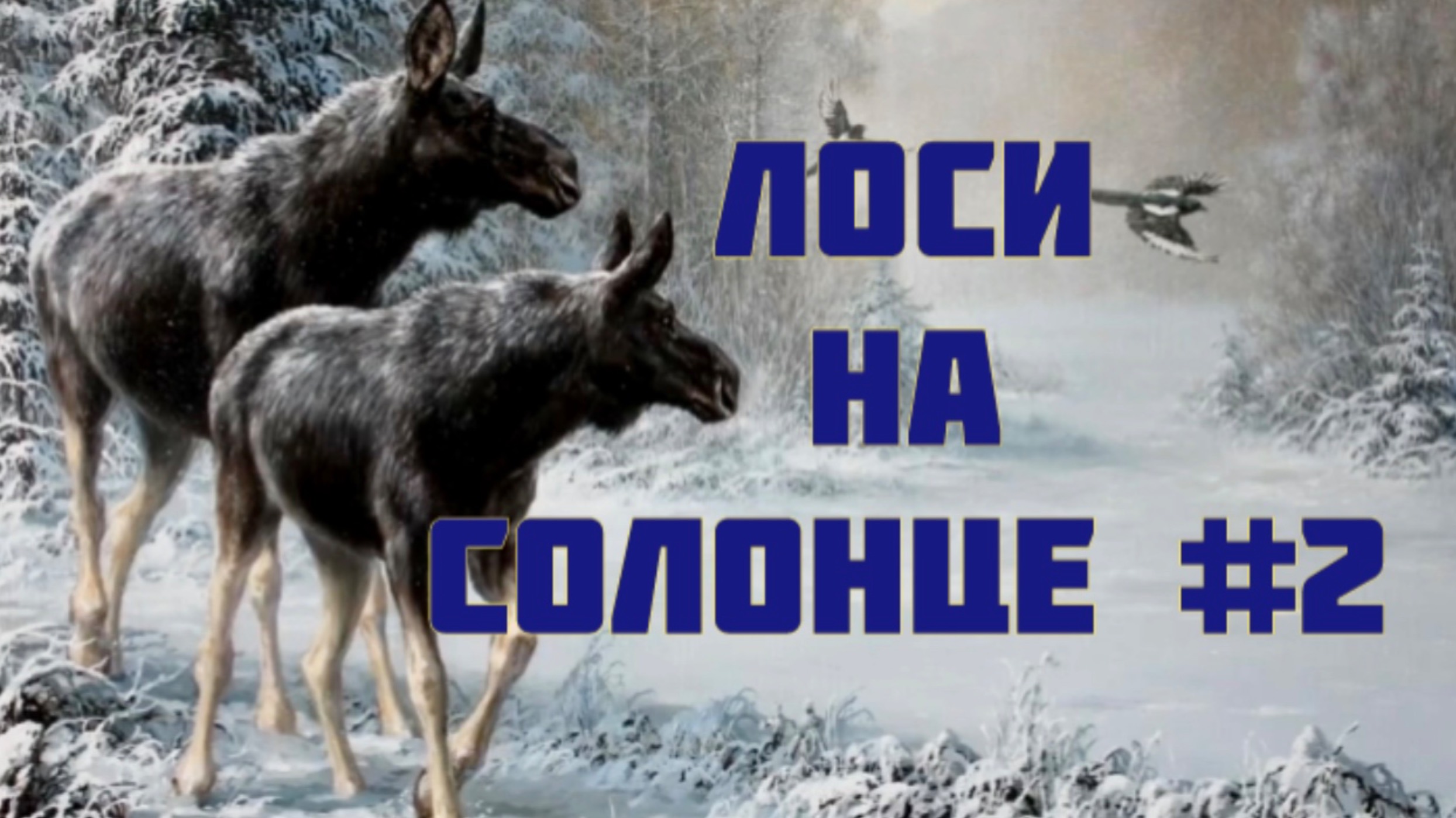 #2 Лоси на Солонце
