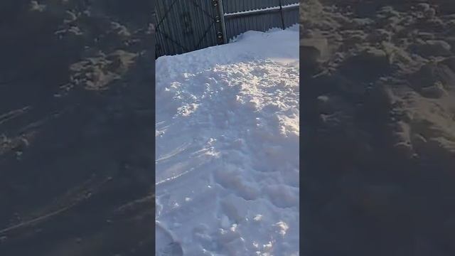 Будни егеря. С добрым утром 🌄. 17.02.25.