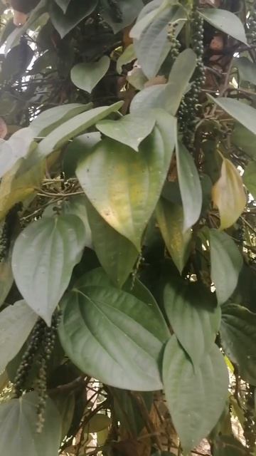 Vanilla/Black Pepper&Coffee Cultivation #short #agriculture #vanilla #cultivation #pepper#coffee