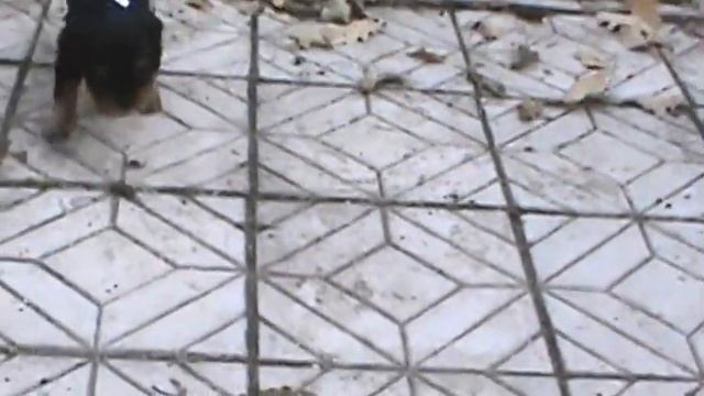 Тина + Перец . Парни. 5 нед.