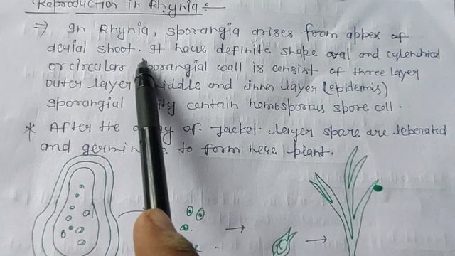 #biology || Pteridophytes || Class psilopsida Order psilophtales #Rhynia & psilotales #psilotum