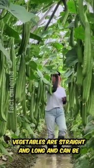 लम्बी- लम्बी सब्जियां 😱।। #china #shorts