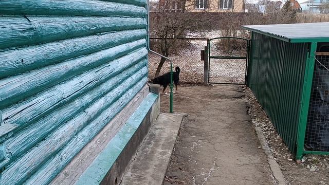Кузя очень умный пëс 15-02-2025 3
