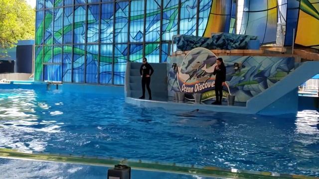 Avalon Side Breach Training Session (Beluga Open Viewing at SeaWorld San Antonio 4/12/19)