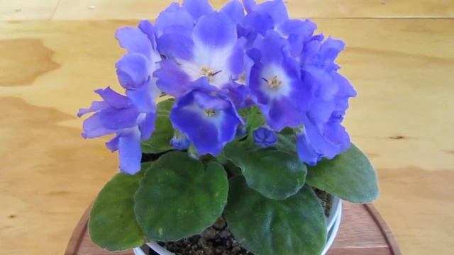 AFRICAN VIOLET NESS BLUEBERRY KISS 4-27-24