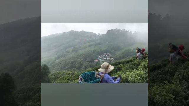 The Tea Garden Wonderful Place#darjeeling #reels #shortvideo #mountains #youtubeshorts #viral  #wow