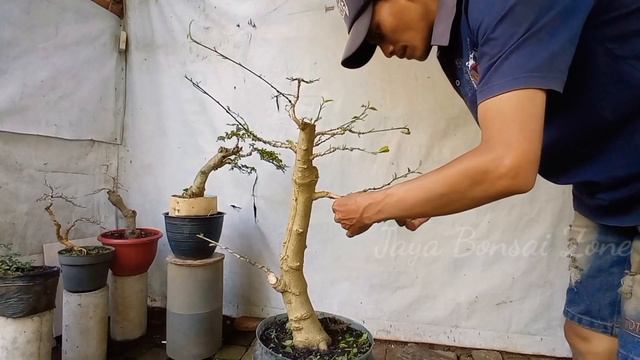 meski batangnya sederhana jika sudah dibonsai banyak pembonsai suka