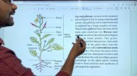 Morphology of Flowering Plants Chapter Line to line Explanation || Introduction || PART 1