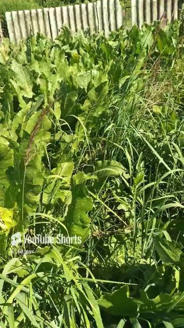 Изобилие хрена