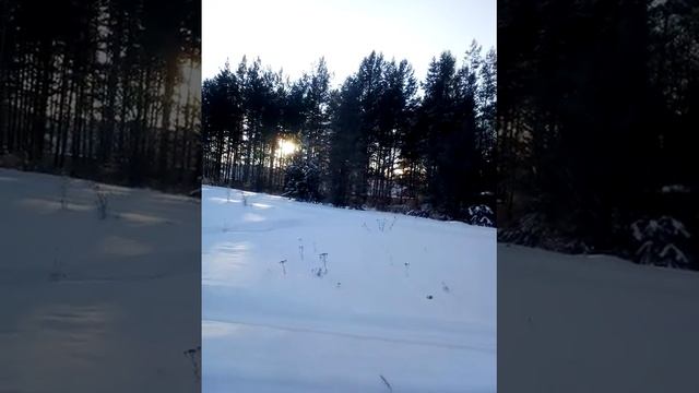 солнце в соснах